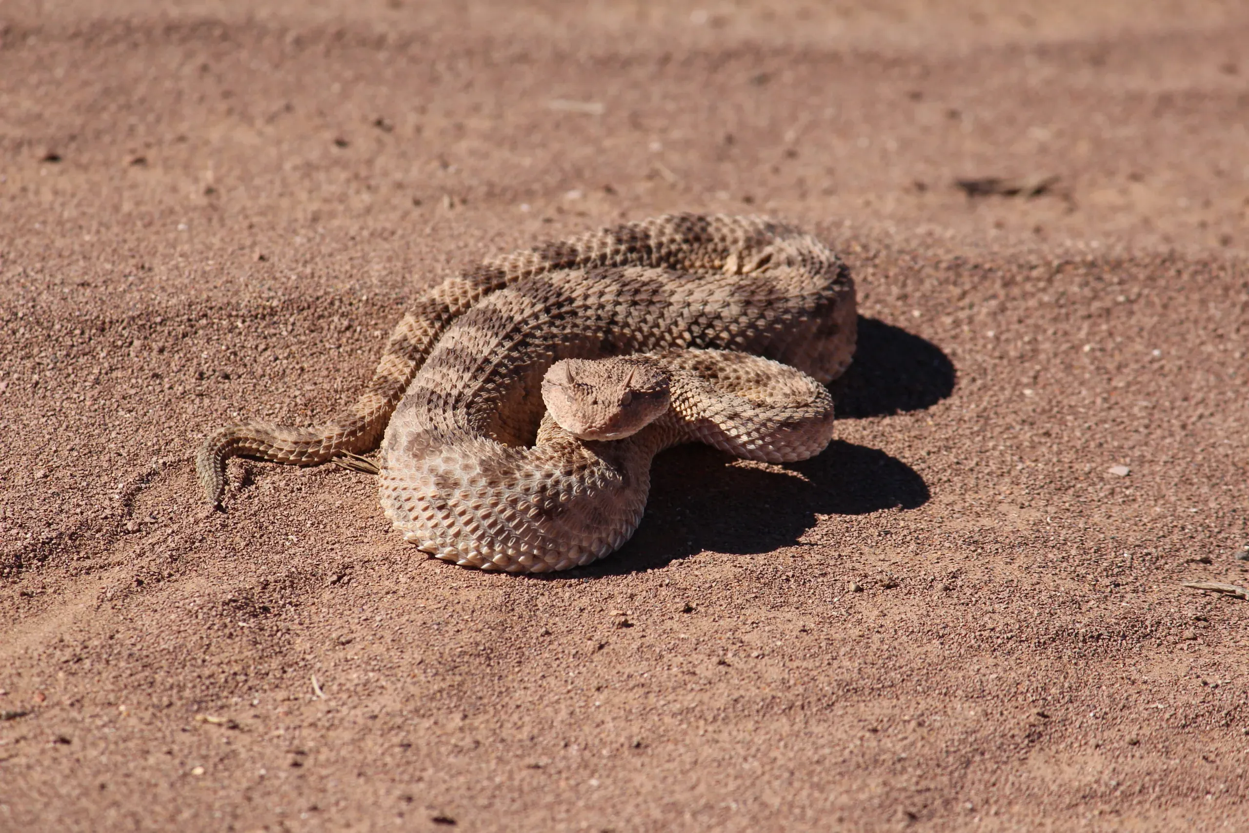 MAROCCO β HORNED VIPE