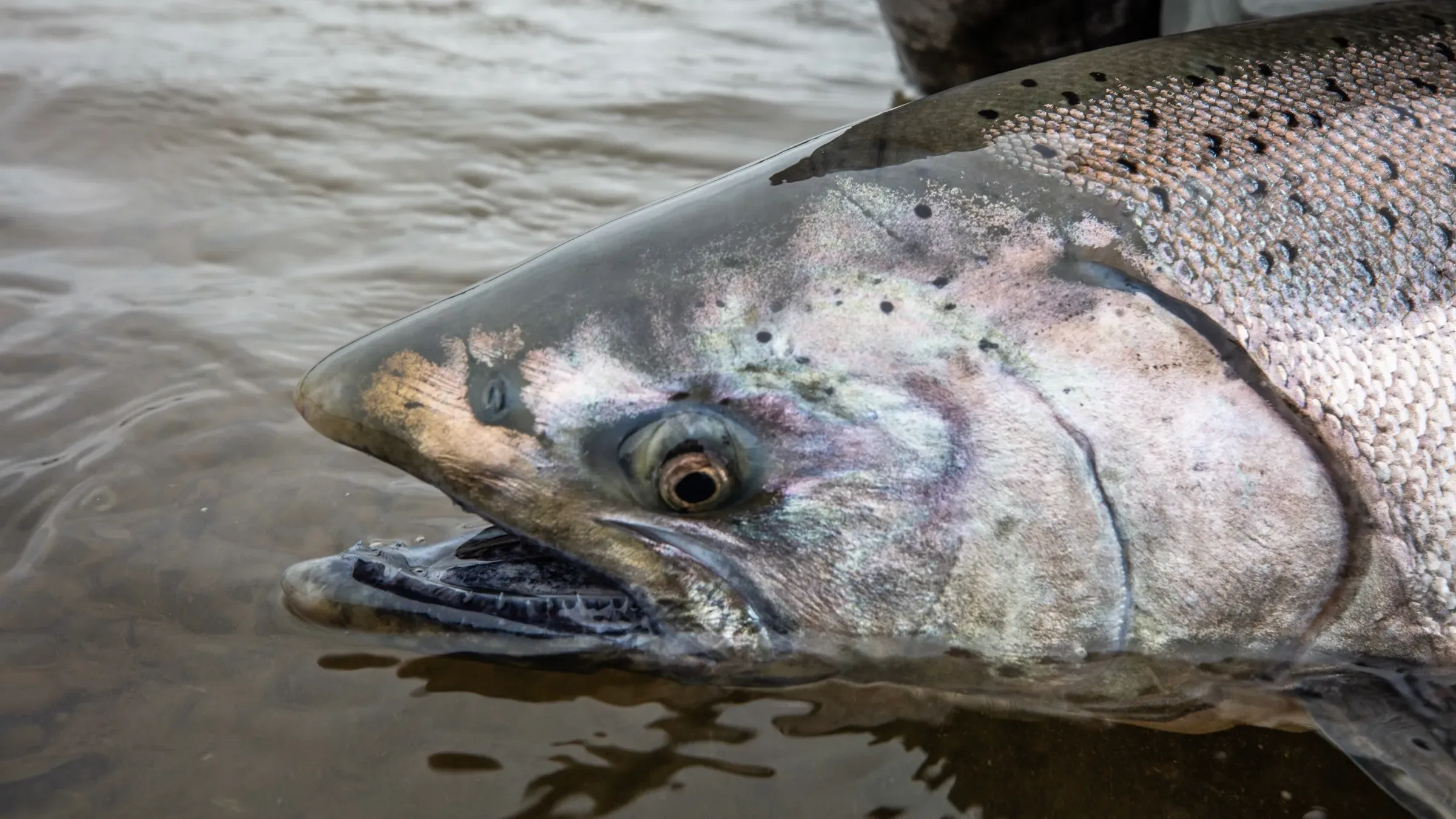 king salmon in goodnews Alaska