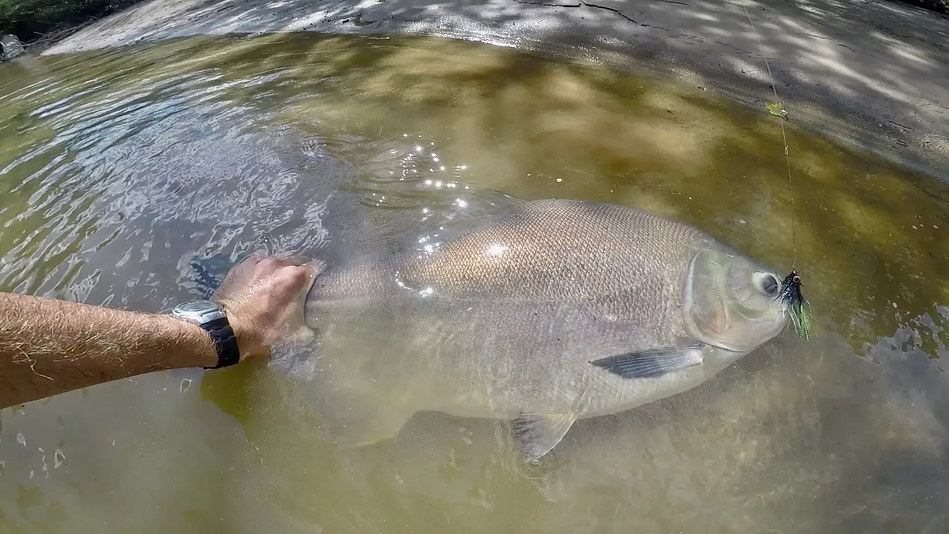 pacu β bolivia