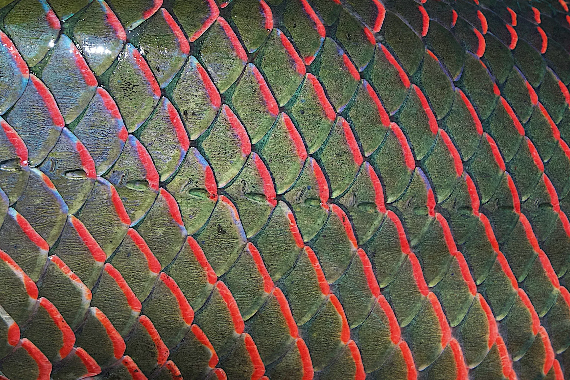 Brazil β fly fish for Arapaima (PirarucΓΊ)