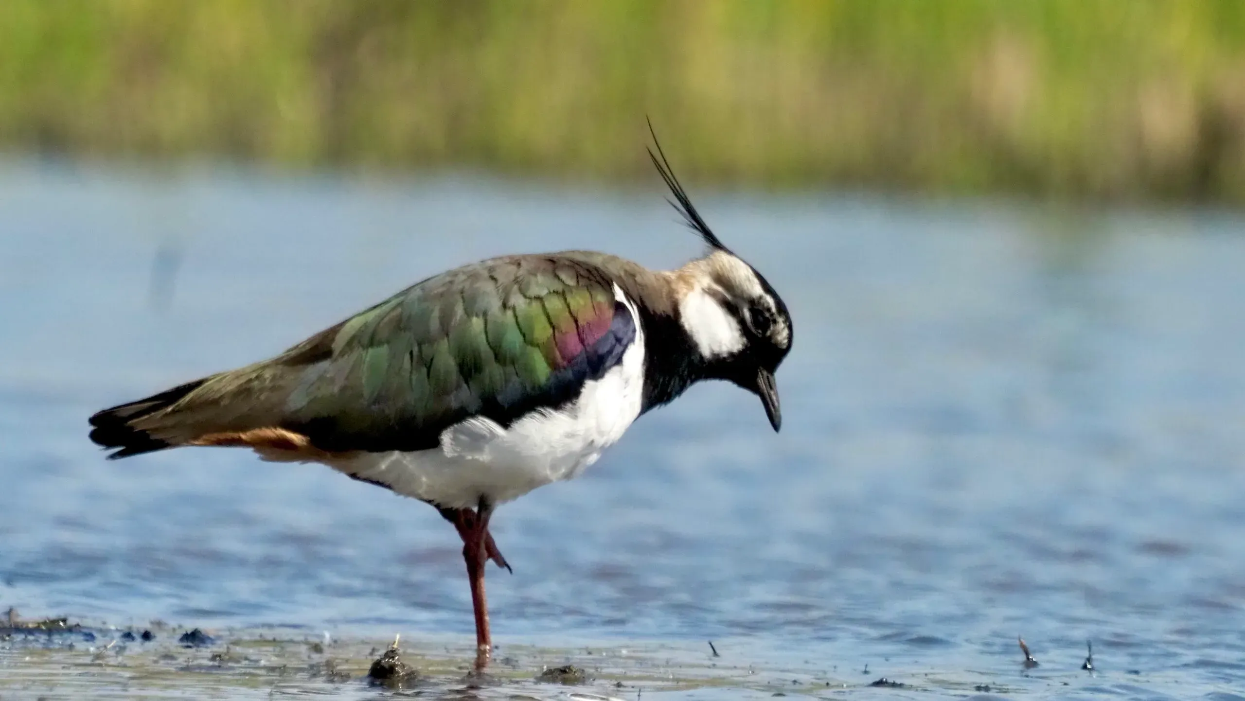 northern lapwing