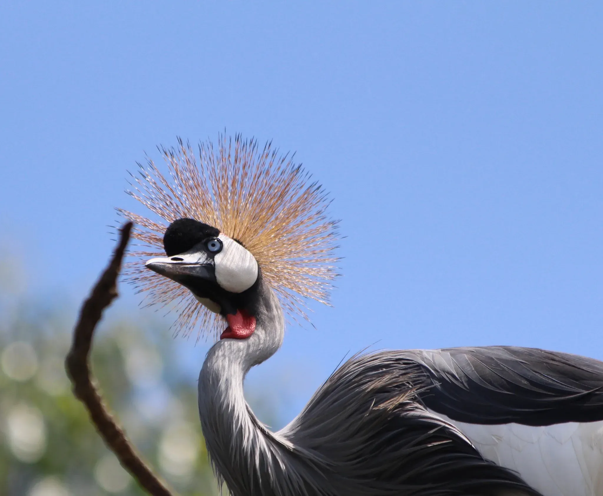 Crowned crane β Uganda