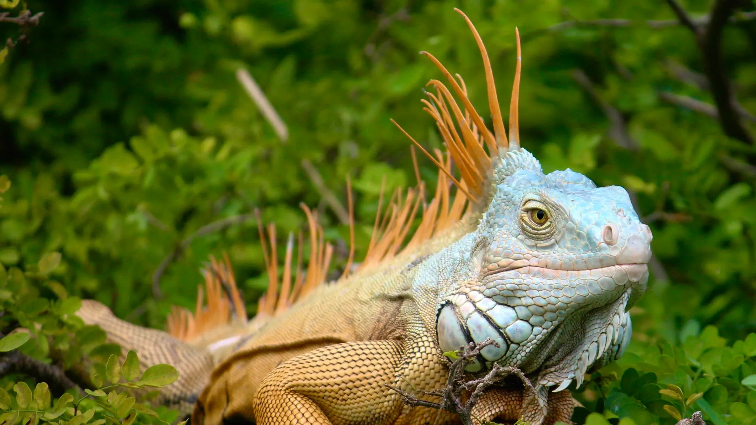 iguana in mexico