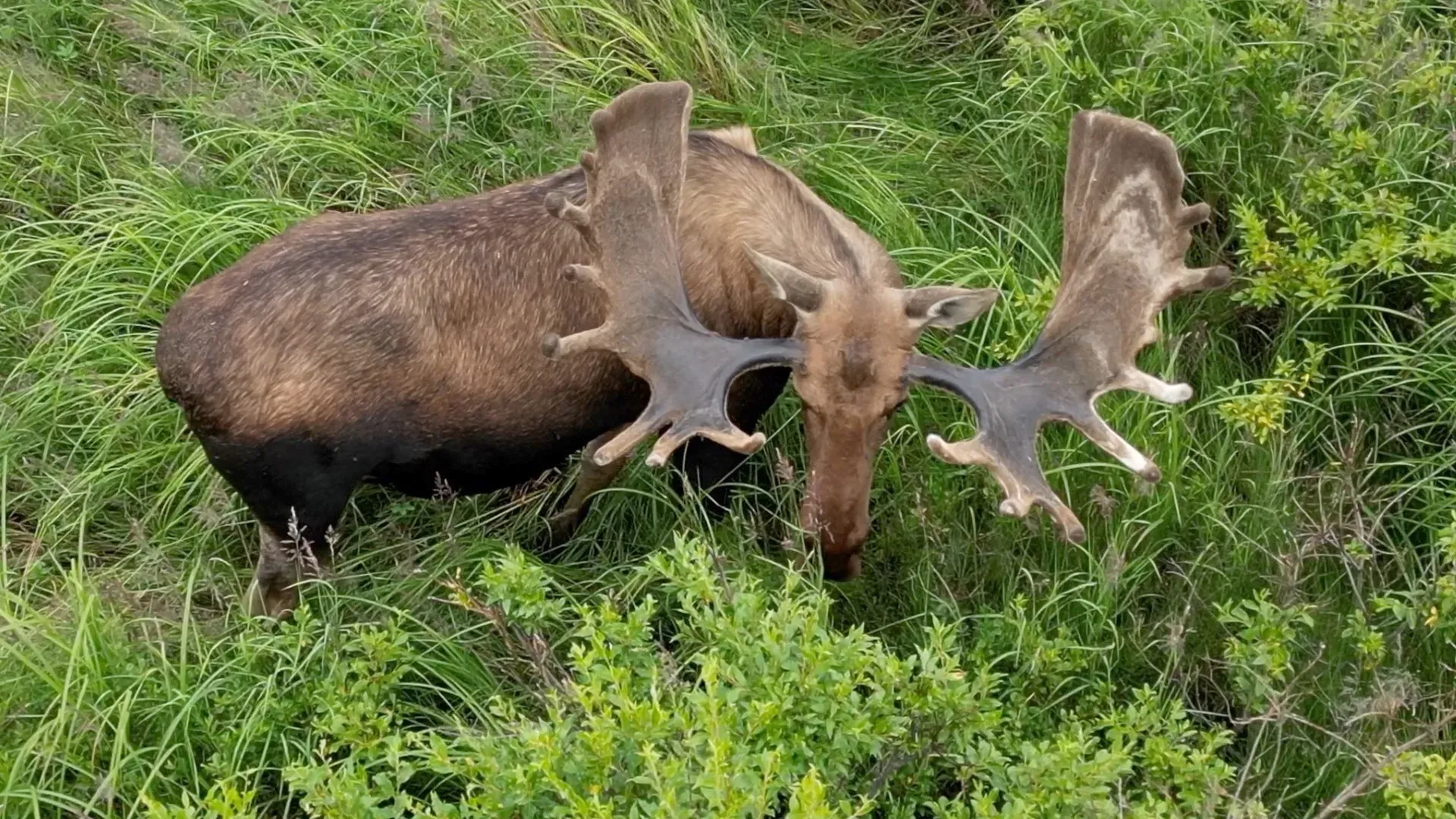 Moose around Alagnak Lodge β Alaska