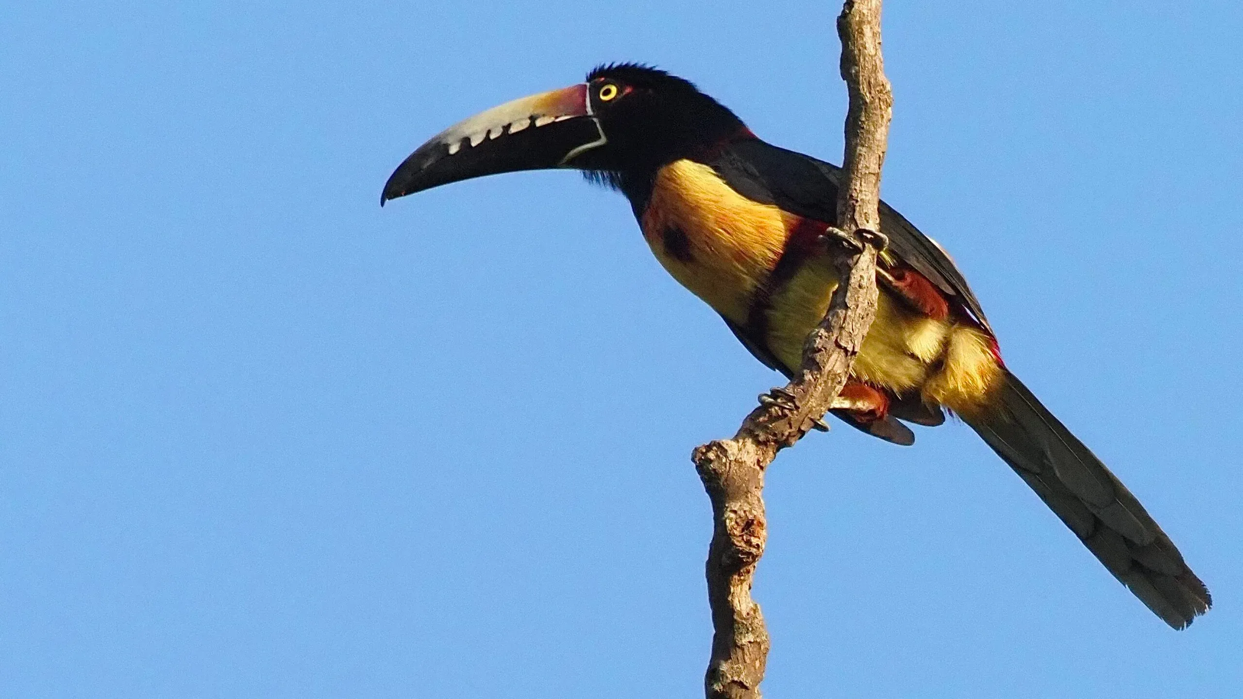 Guatemala β birding tour
