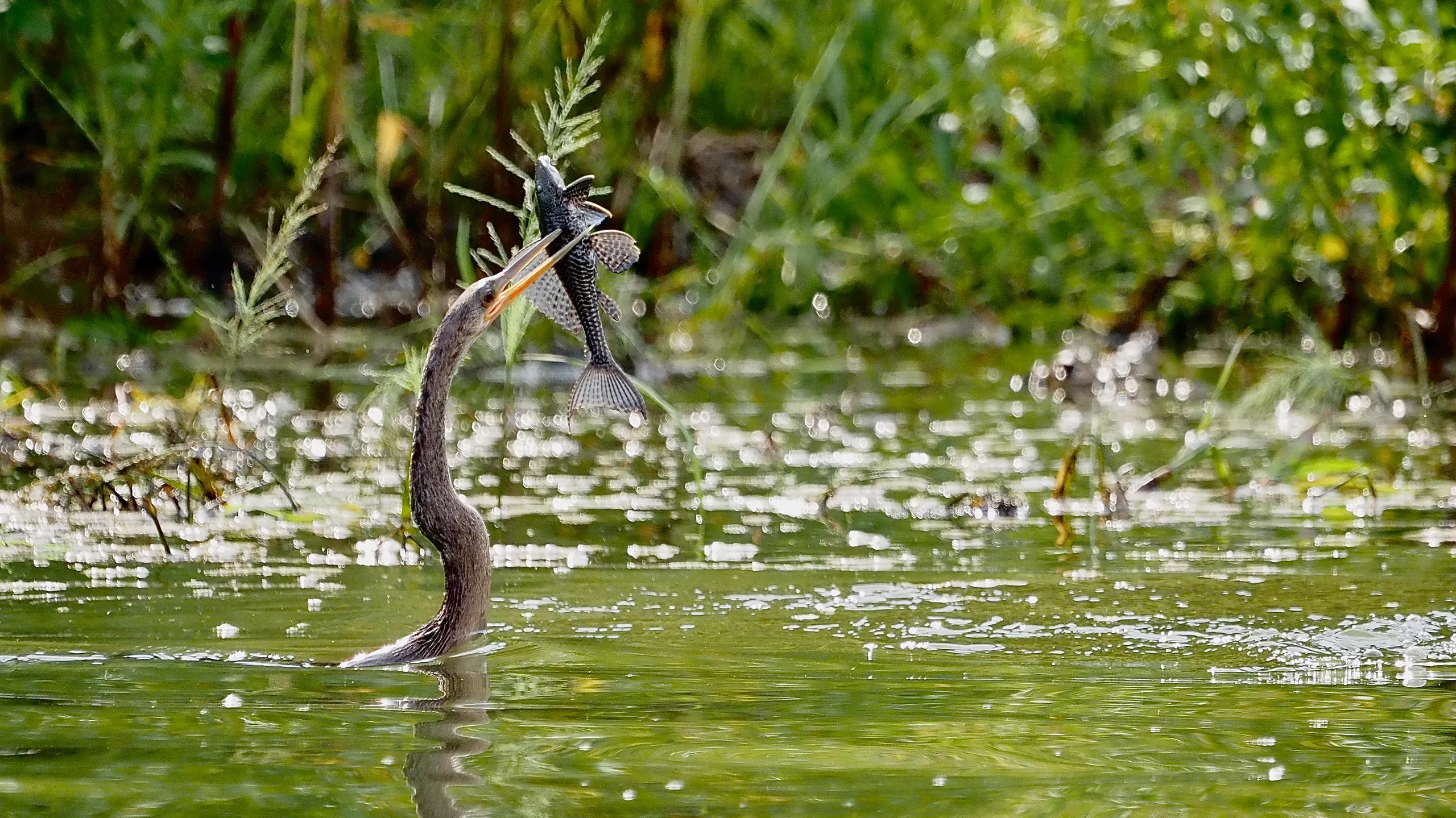 weird Cormoran β brazil