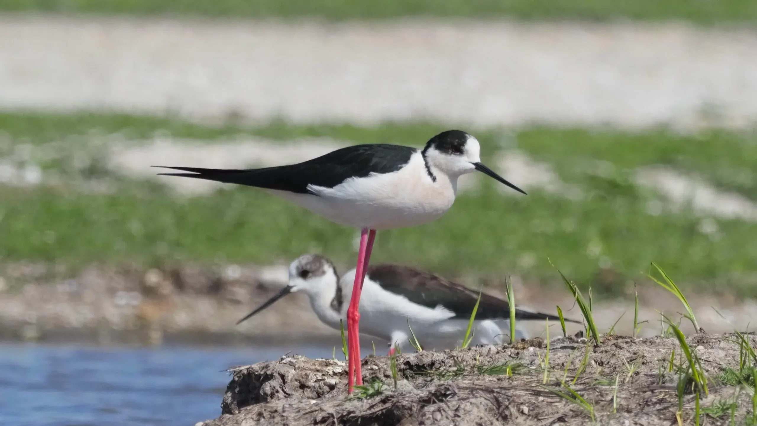 black winged stilt