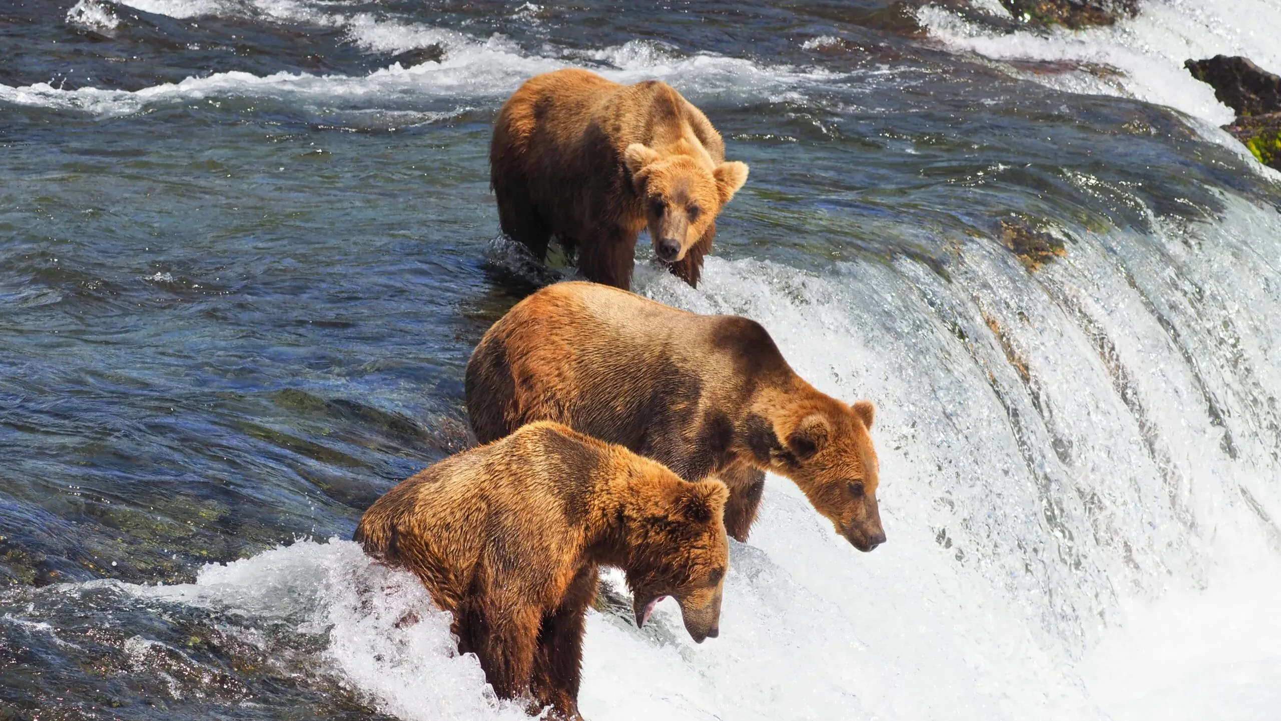 bears in brook falls