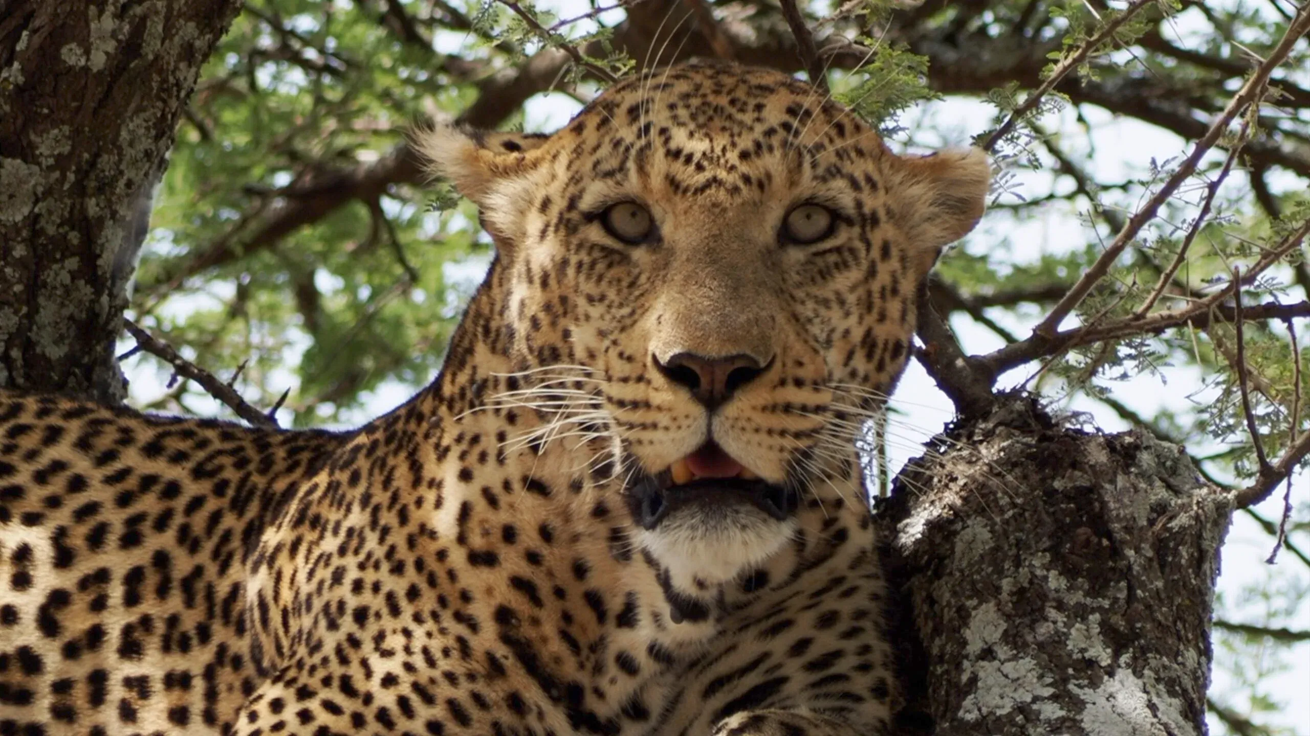 lepard in serengeti β tanzania