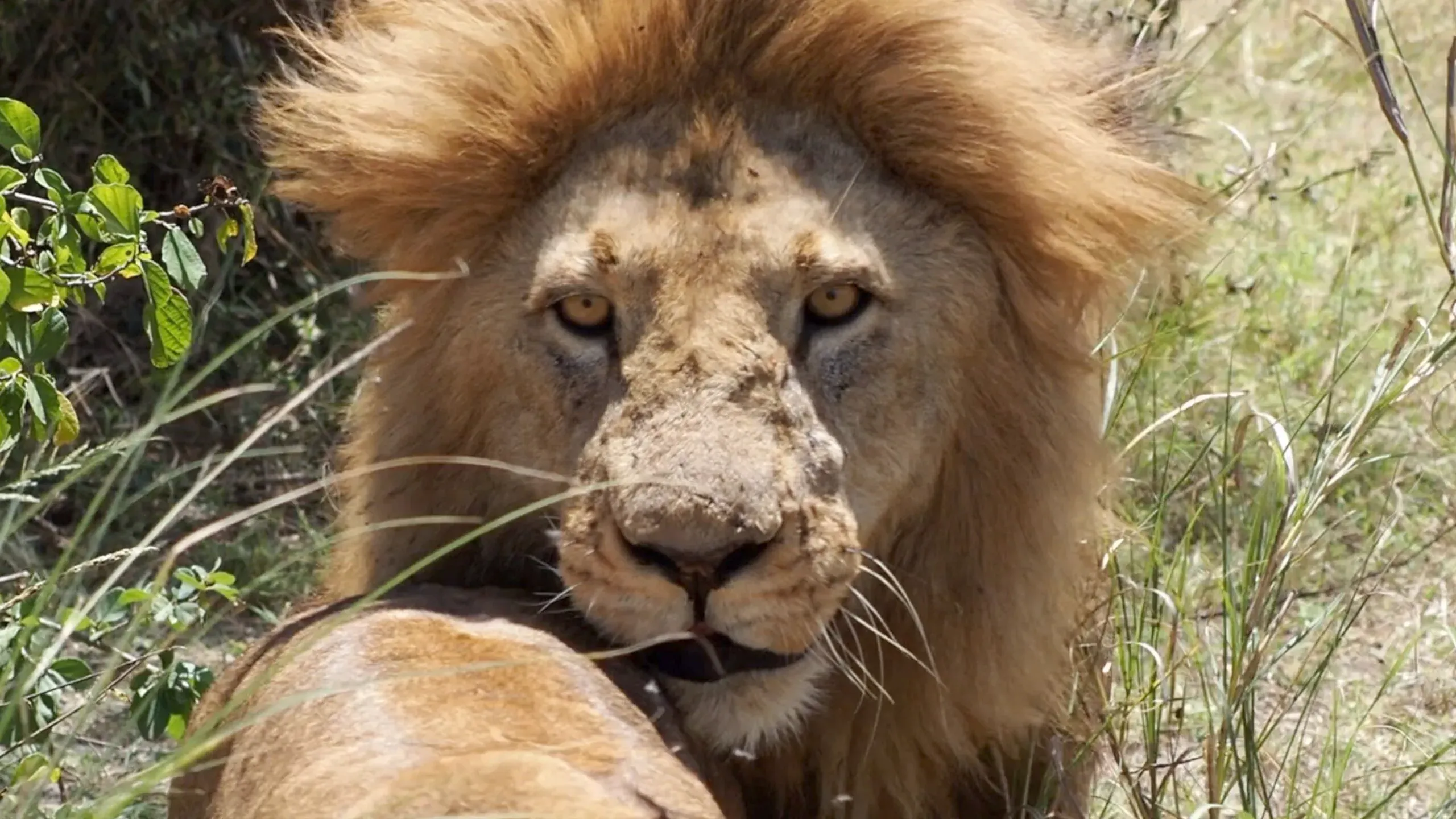 lion in serengeti β tanzania